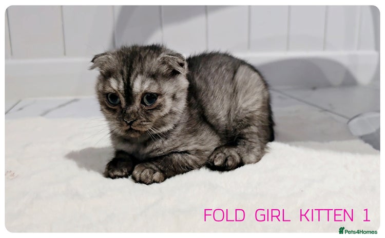 Scottish Fold cats - Advert 2