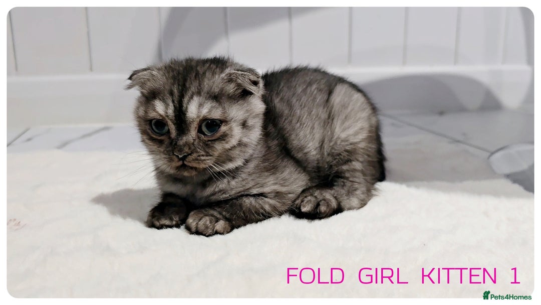 Scottish Fold cats for sale: SCOTTISH FOLD KITTENS (DELIVERY  AVAILABLE) - Image 10