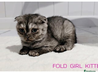 Scottish Fold cats - Advert 21