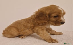 Cocker Spaniel dogs for sale: Cocker spaniel pups for sale  - Image 6