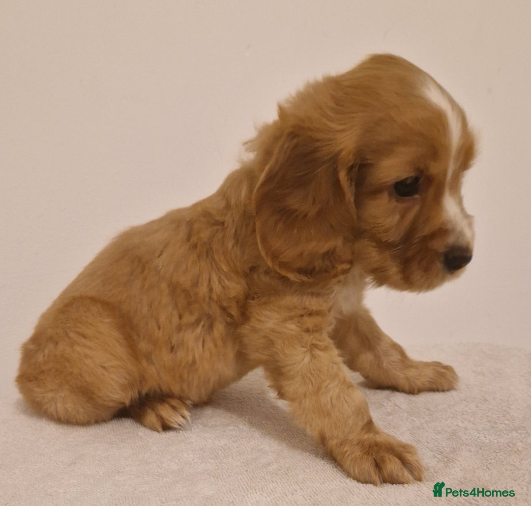 Cocker Spaniel dogs for sale: Cocker spaniel pups for sale  - Image 6