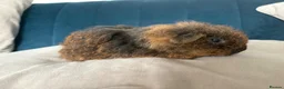 Guinea Pig rodents for sale: Male Texel Guinea Pigs for sale - Advert 2
