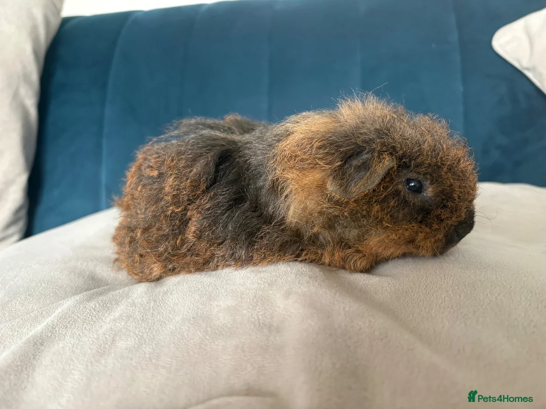 Guinea Pig rodents for sale: Male Texel Guinea Pigs for sale - Advert 2