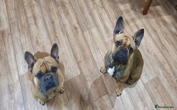 French Bulldog dogs for sale: 1 beautiful Chilled Male French Bulldog - Image 13