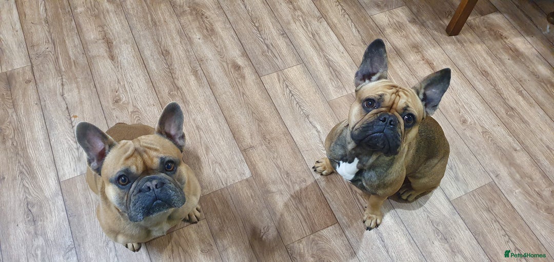 French Bulldog dogs for sale: 1 beautiful Chilled Male French Bulldog - Image 13