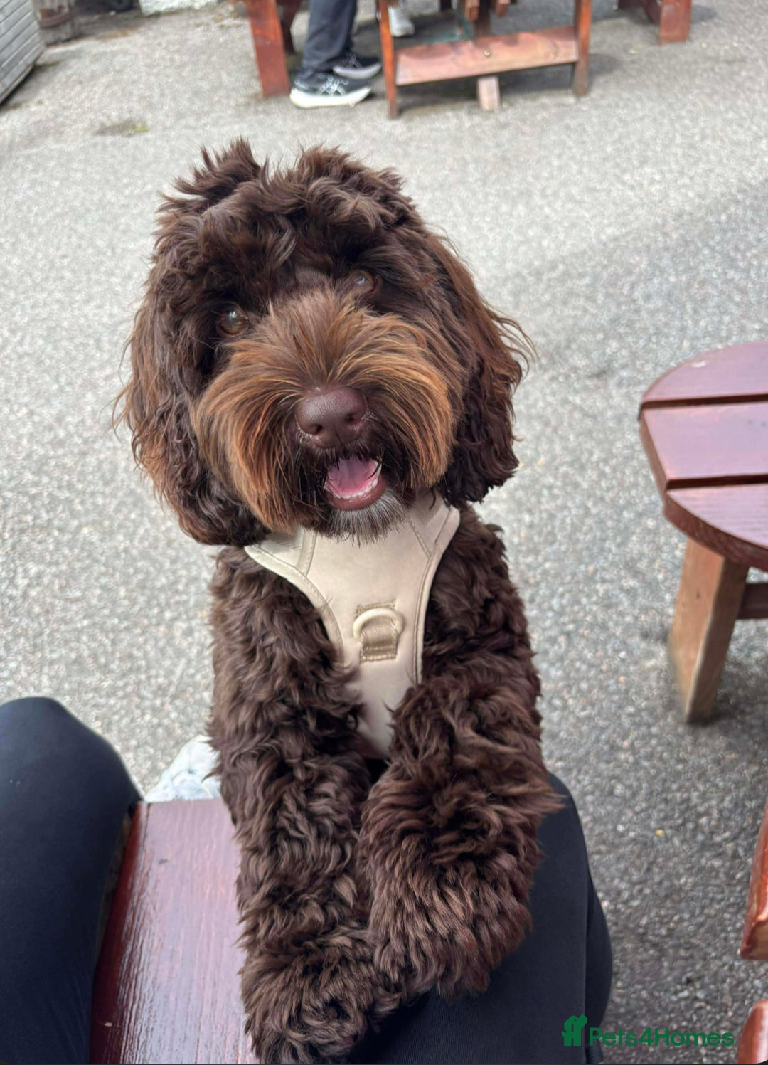 Cockapoo dogs for sale: Chocolate F1 Cockapoo Pups  - Advert 10