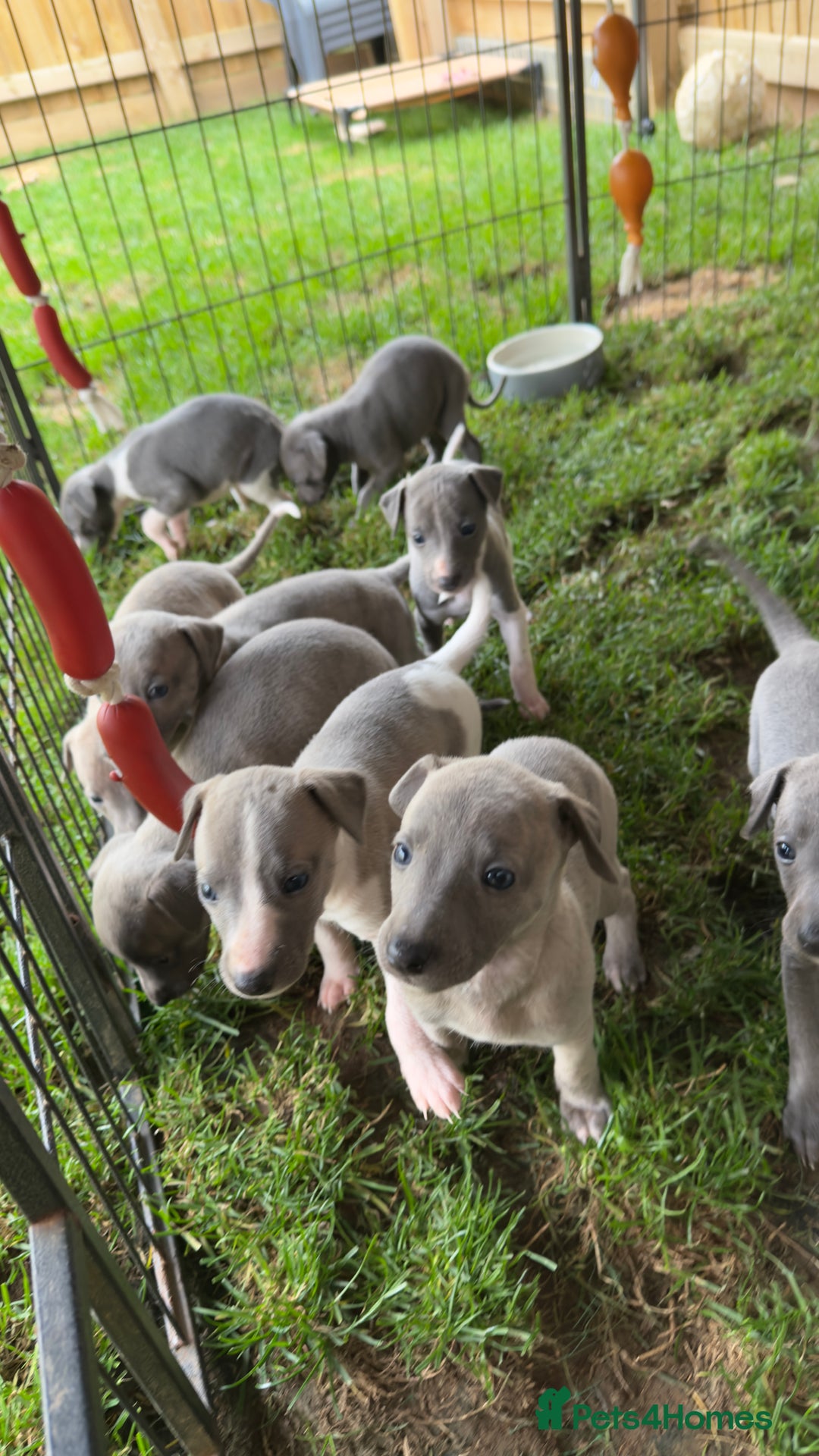 Whippet dogs for sale: OUTSTANDING PRESTIGIOUS LAGUNA BLUE WHIPPETS! KC - Image 38