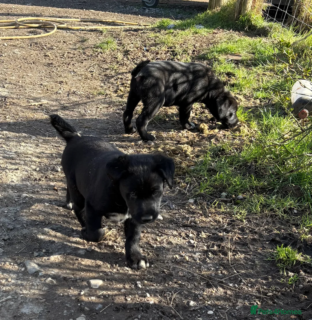Borador dogs for sale: Beautiful Collie x Labrador puppies  - Advert 7