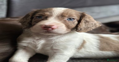 Cocker Spaniel dogs - Advert 4
