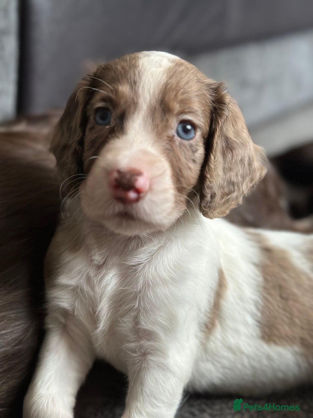 Cocker Spaniel dogs for sale: 1 Gorgeous Girl Cocker Spaniels - Ready to leave - Image 12