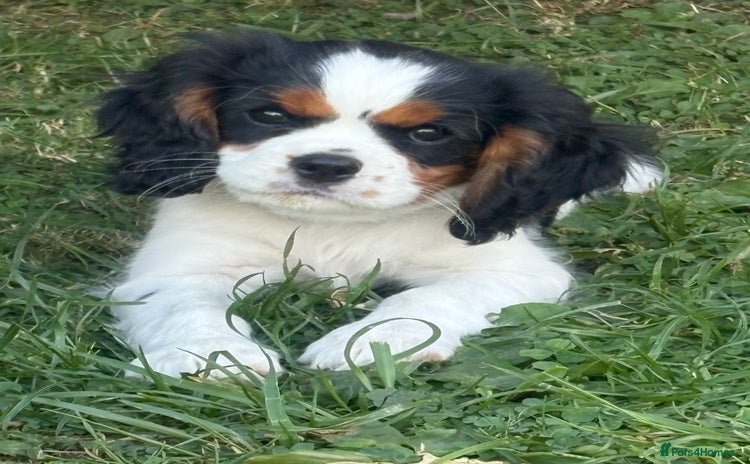 Cavalier King Charles Spaniel dogs - Advert 4