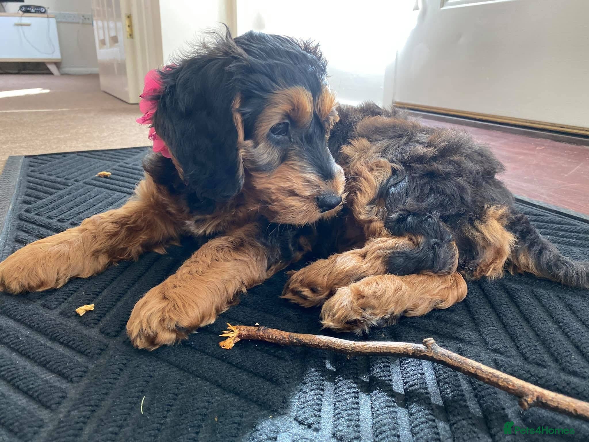 Cockapoo dogs Stunning F1B Black & Tan/Sable Cockapoos - Advert 14