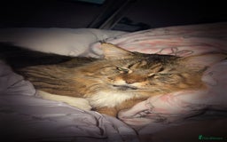 Maine Coon cats for sale: Male Maine coon  - Image 1
