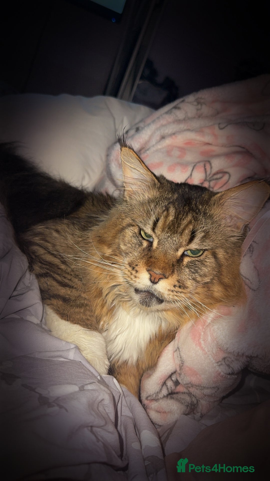 Maine Coon cats for sale: Male Maine coon  - Image 1