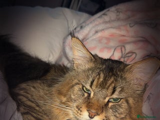 Maine Coon cats - Advert 17