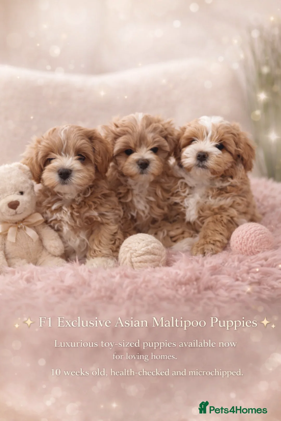 Maltipoo dogs for sale: Exclusive F1 Tiny Asian Maltipoo Puppies  - Advert 2
