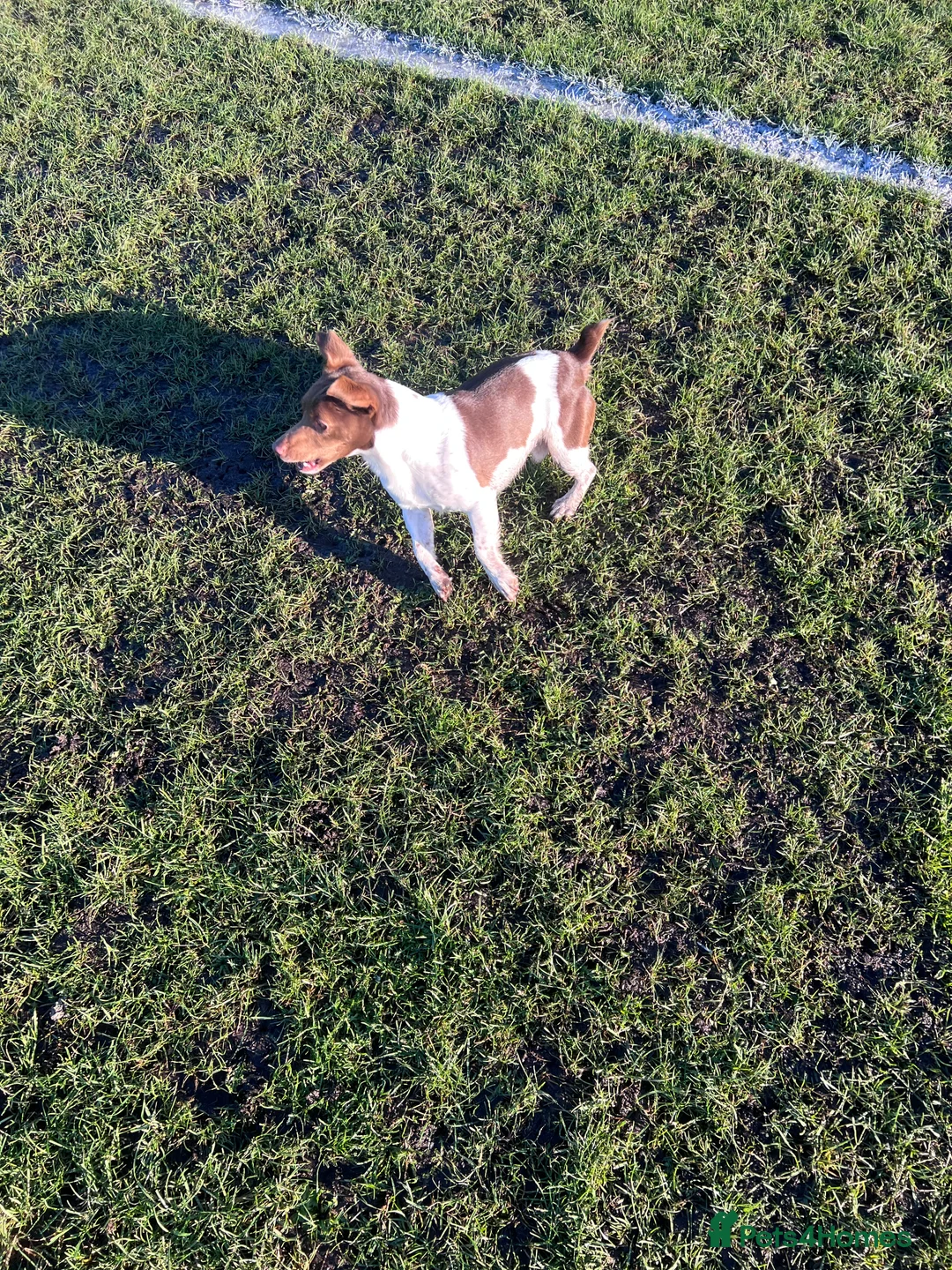 Jack Russell dogs for stud: Miniature jack Russell  in Leeds - Advert 18