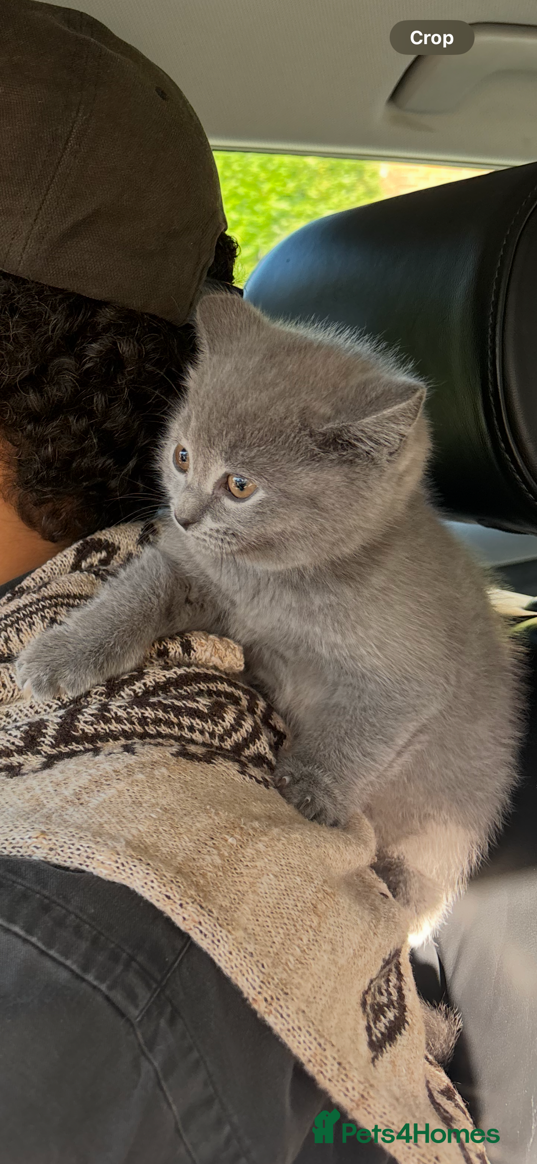 British Shorthair cats for sale: TICA Gorgeous chunky British Shorthair Male/Boy - Image 8