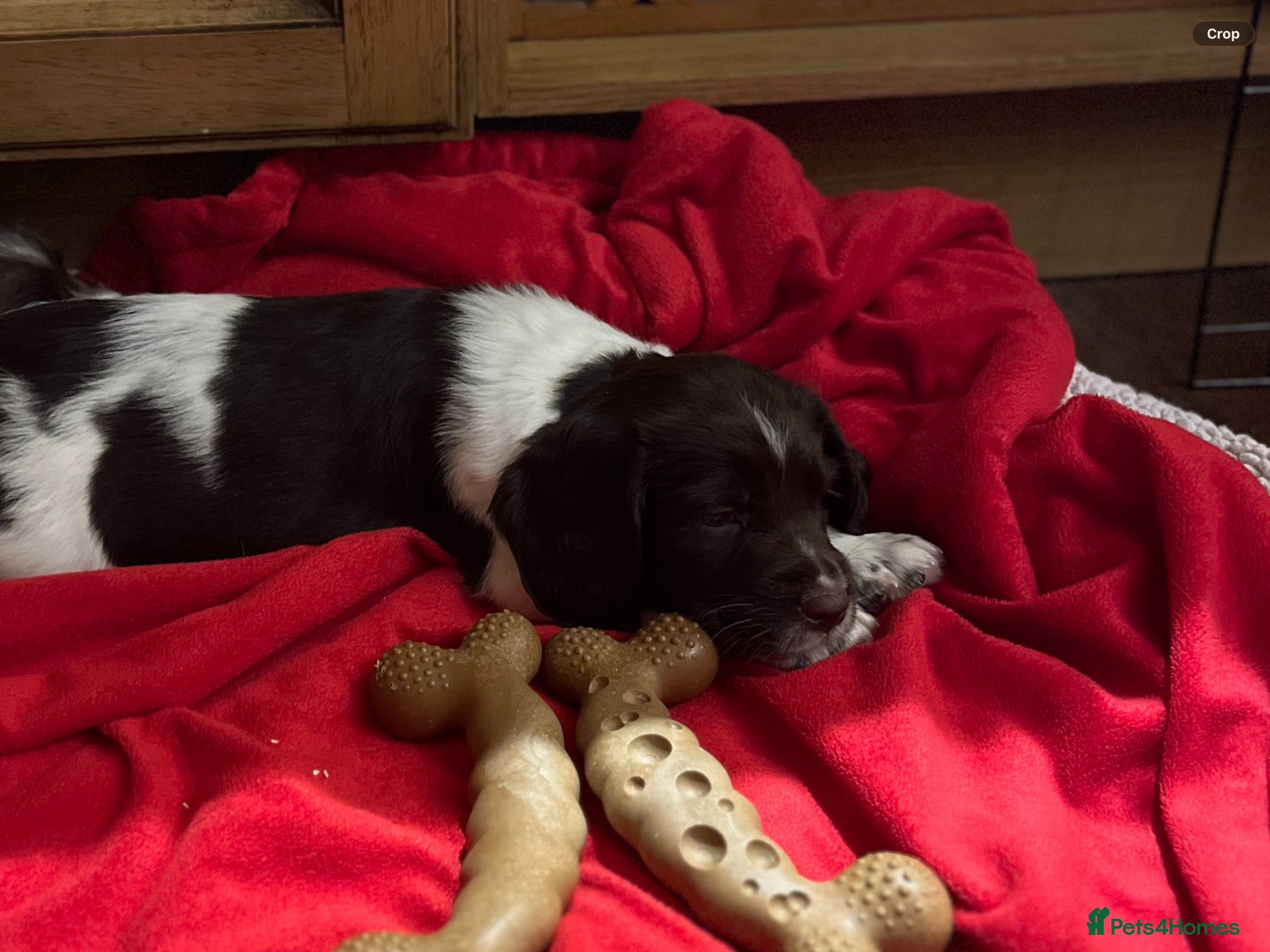 English Springer Spaniel dogs GORGEOUS ENGLISH SPRINGER SPANIEL PUPPIES - Advert 2