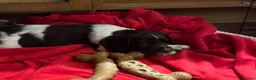 English Springer Spaniel dogs for sale: GORGEOUS ENGLISH SPRINGER SPANIEL PUPPIES - Advert 3