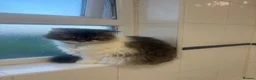 Ragdoll cats for sale: ragdoll X british longhair in Belfast - Advert 4
