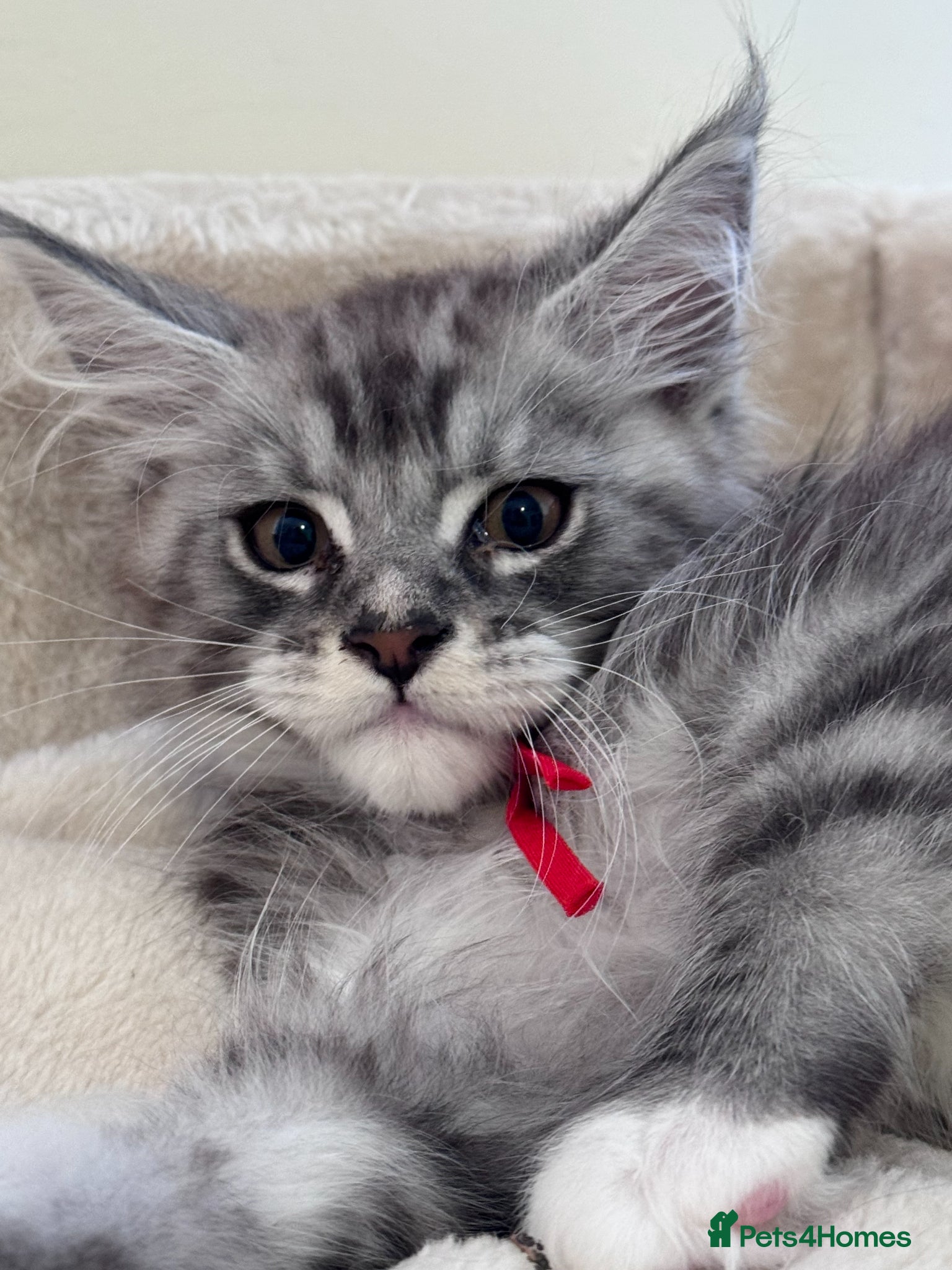 Maine Coon cats for sale: GCCF Registered Maine Coon Shaded Line Kittens - Advert 2