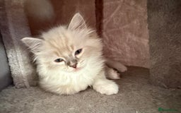 Ragdoll cats for sale: Beautiful  - Image 2