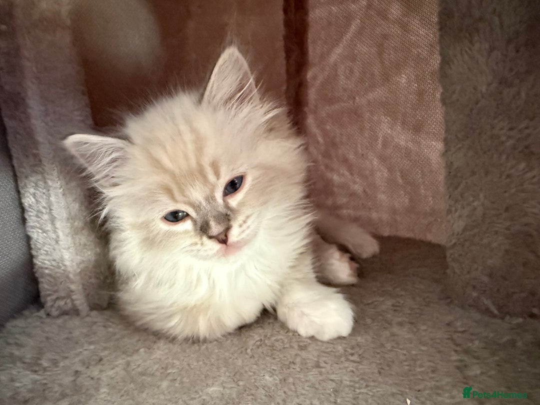 Ragdoll cats for sale: Beautiful  - Image 2