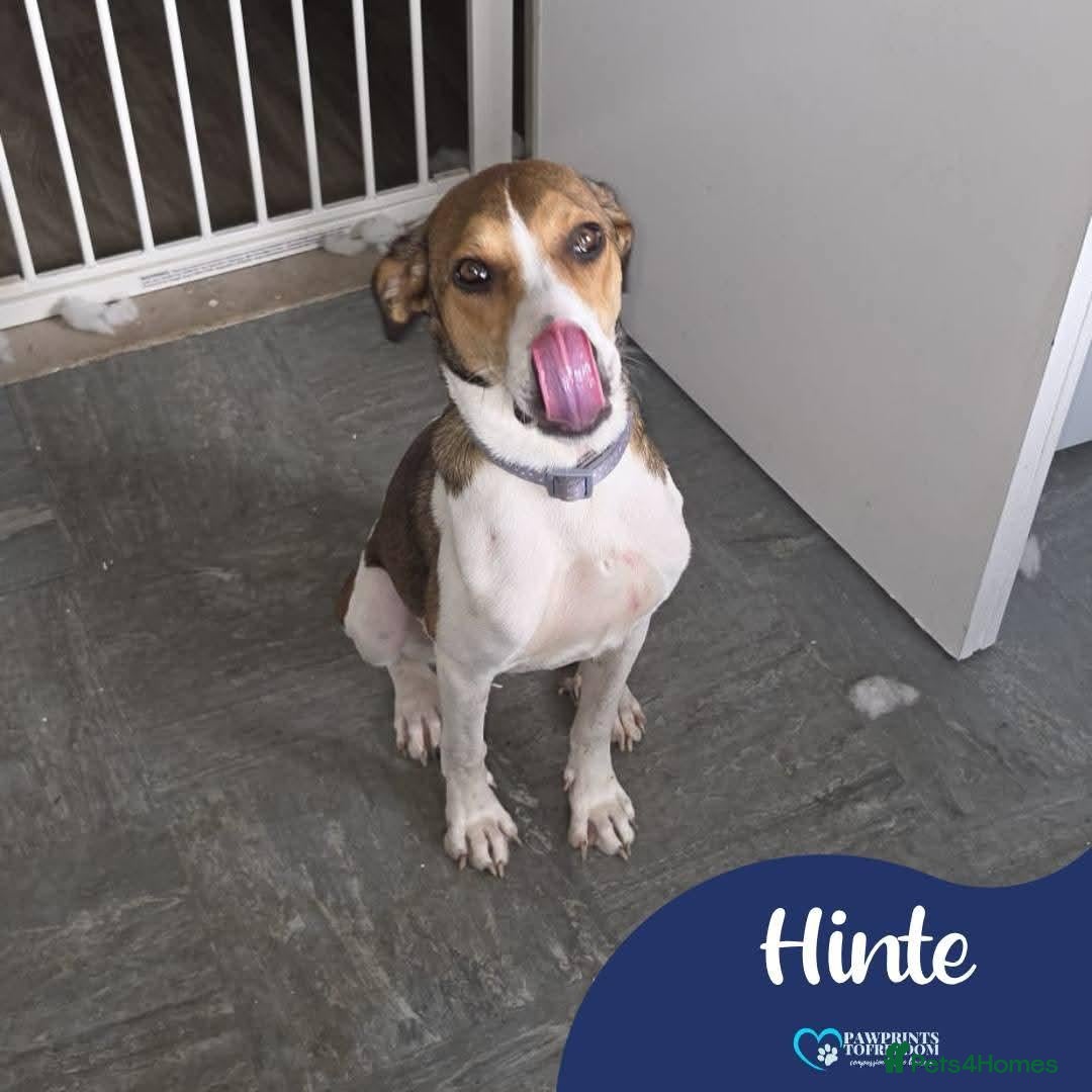 Mixed Breed dogs Meet Hinte, currently residing in Suffolk  - Advert 1