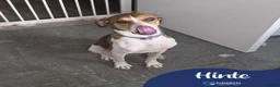 Mixed Breed dogs for adoption: Meet Hinte, currently residing in Suffolk  in Bury Saint Edmunds - Advert 1