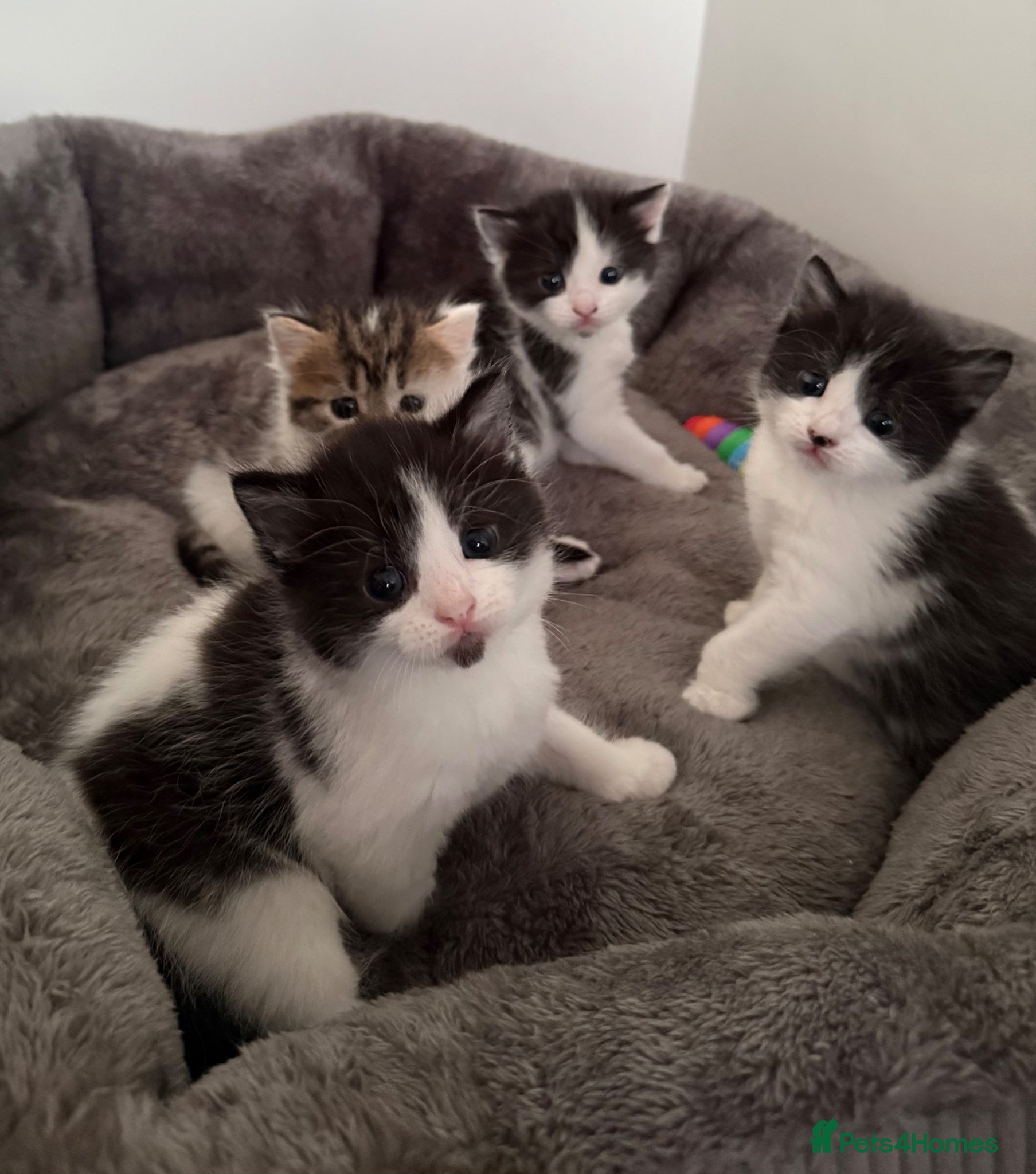 Mixed Breed cats Fluffy British shorthair/Persian mix kittens  - Advert 1