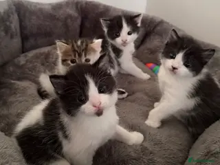 Mixed Breed cats Fluffy British shorthair/Persian mix kittens - Advert 1