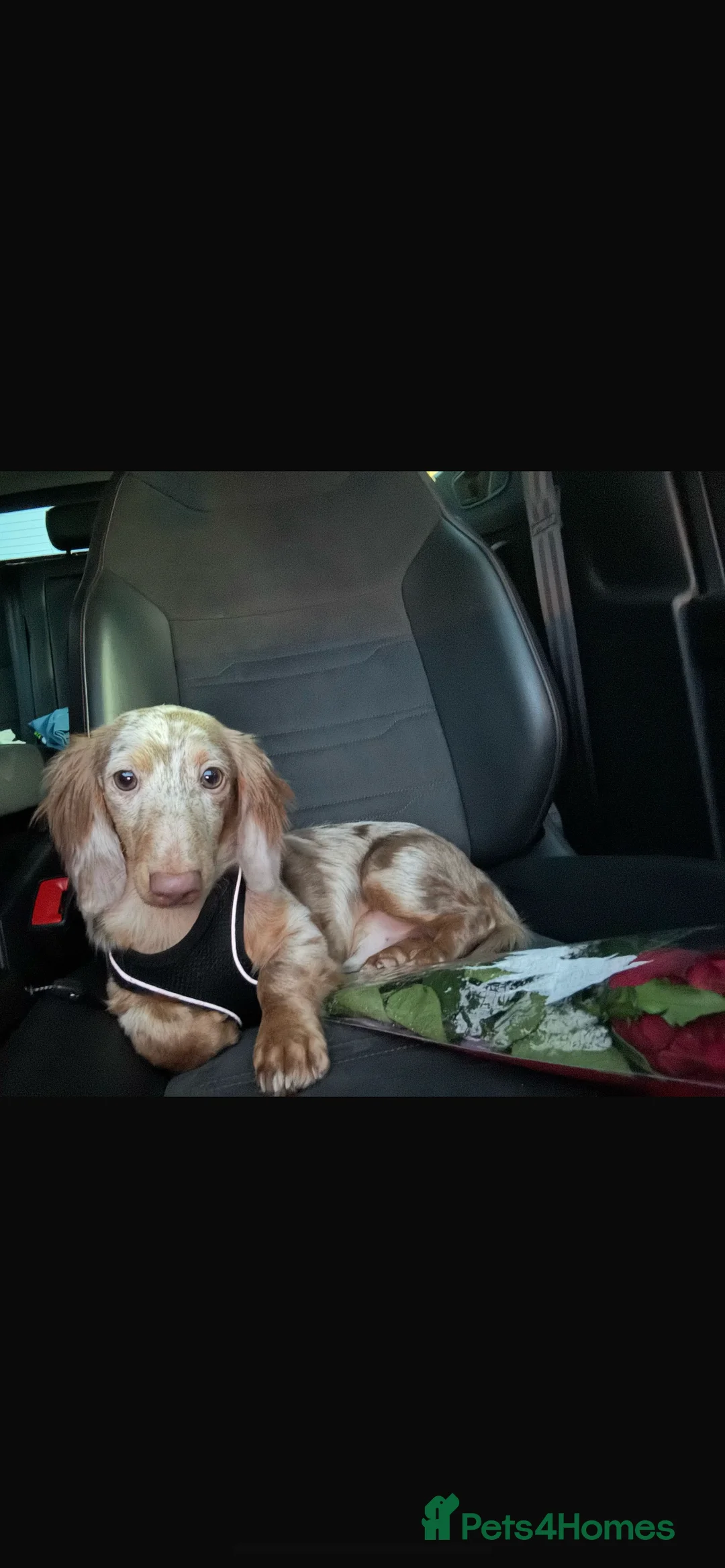 Miniature Dachshund dogs for stud: Mini dachshund stud - Advert 4