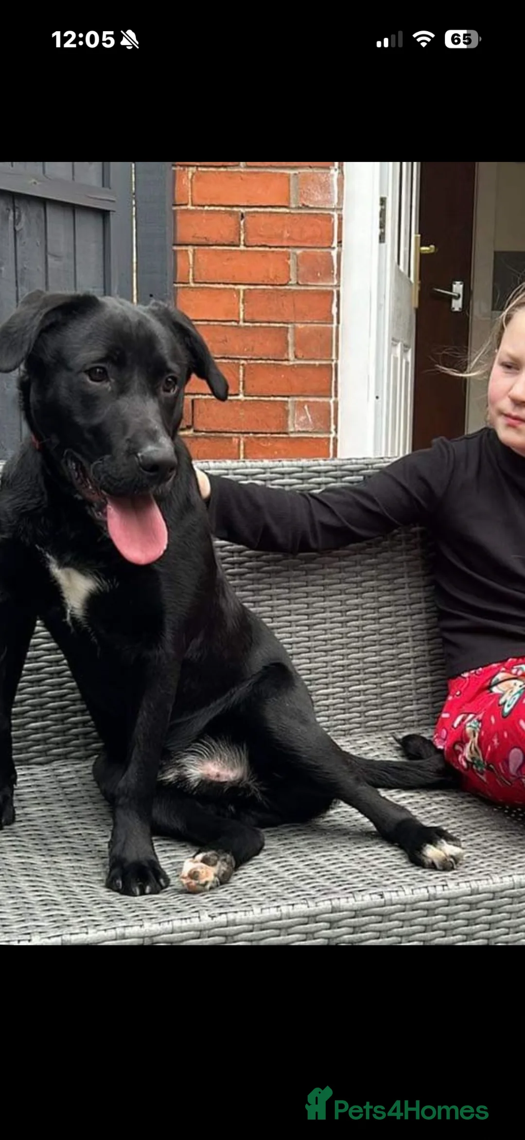Mixed Breed dogs for sale: Loving patient home needed in Grantham - Advert 3