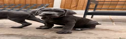 Cane Corso dogs for sale: X-Man Bloodline, Pedigree Cane Corso Puppies - Advert 24