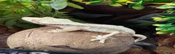 Gecko reptiles for sale: Crested geckos babies and adults and breeding grou - Advert 1