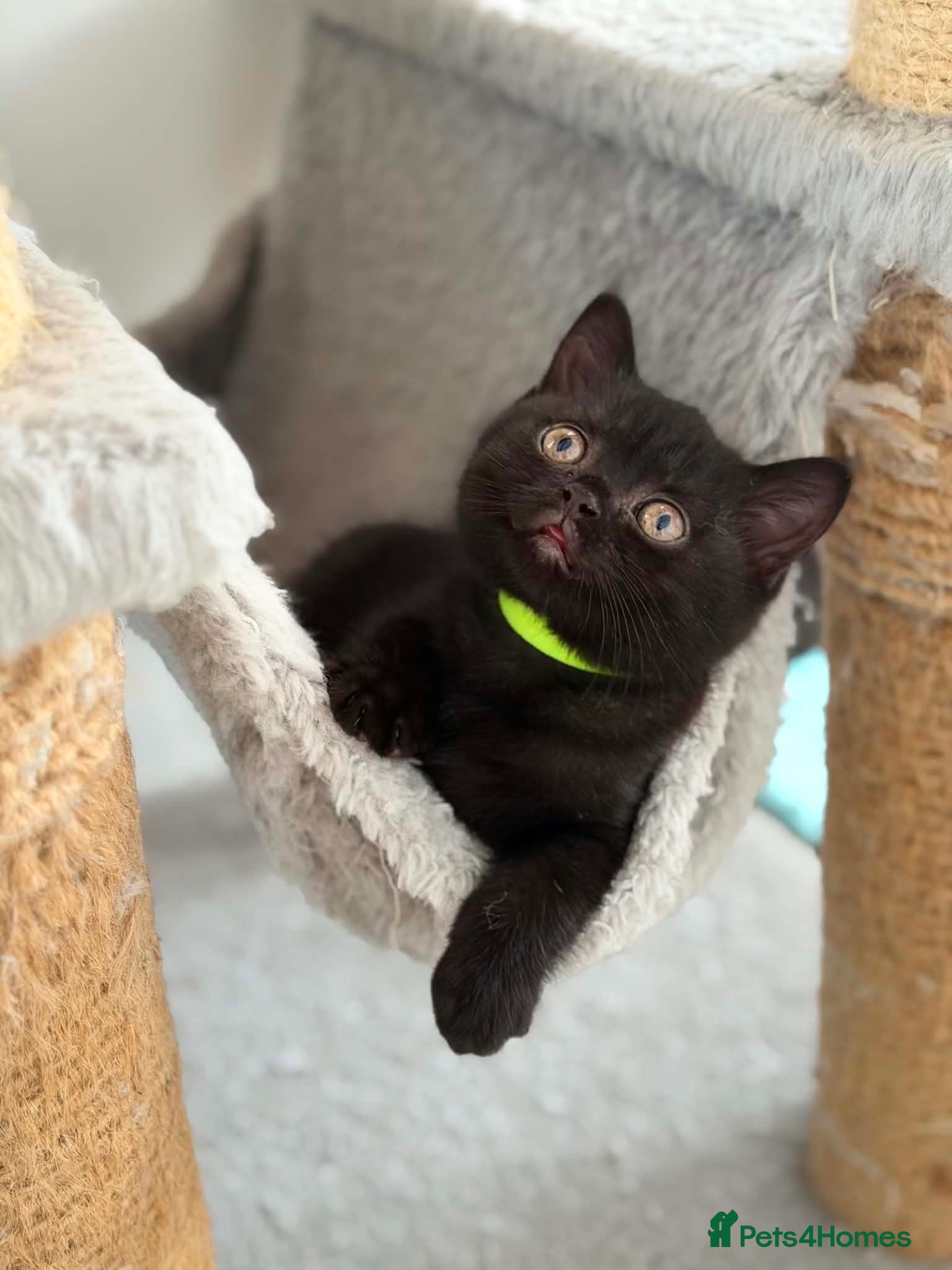 British Shorthair cats 🏆 GCCF Dark Tabby BSH | Champion Lines - Advert 4