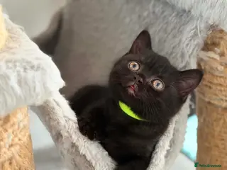 British Shorthair cats 🏆 GCCF Dark Tabby BSH | Champion Lines - Advert 1