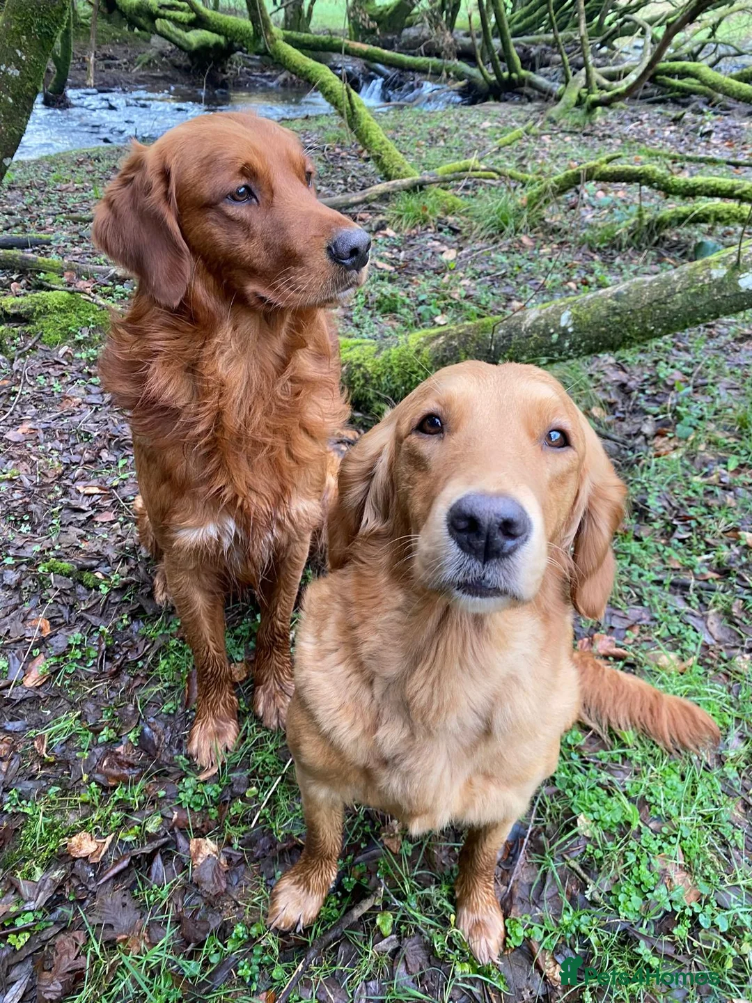 Golden Retriever dogs for stud: STUNNING RED STUD DOG, FULLY HEALTH TESTED in Bristol - Advert 17