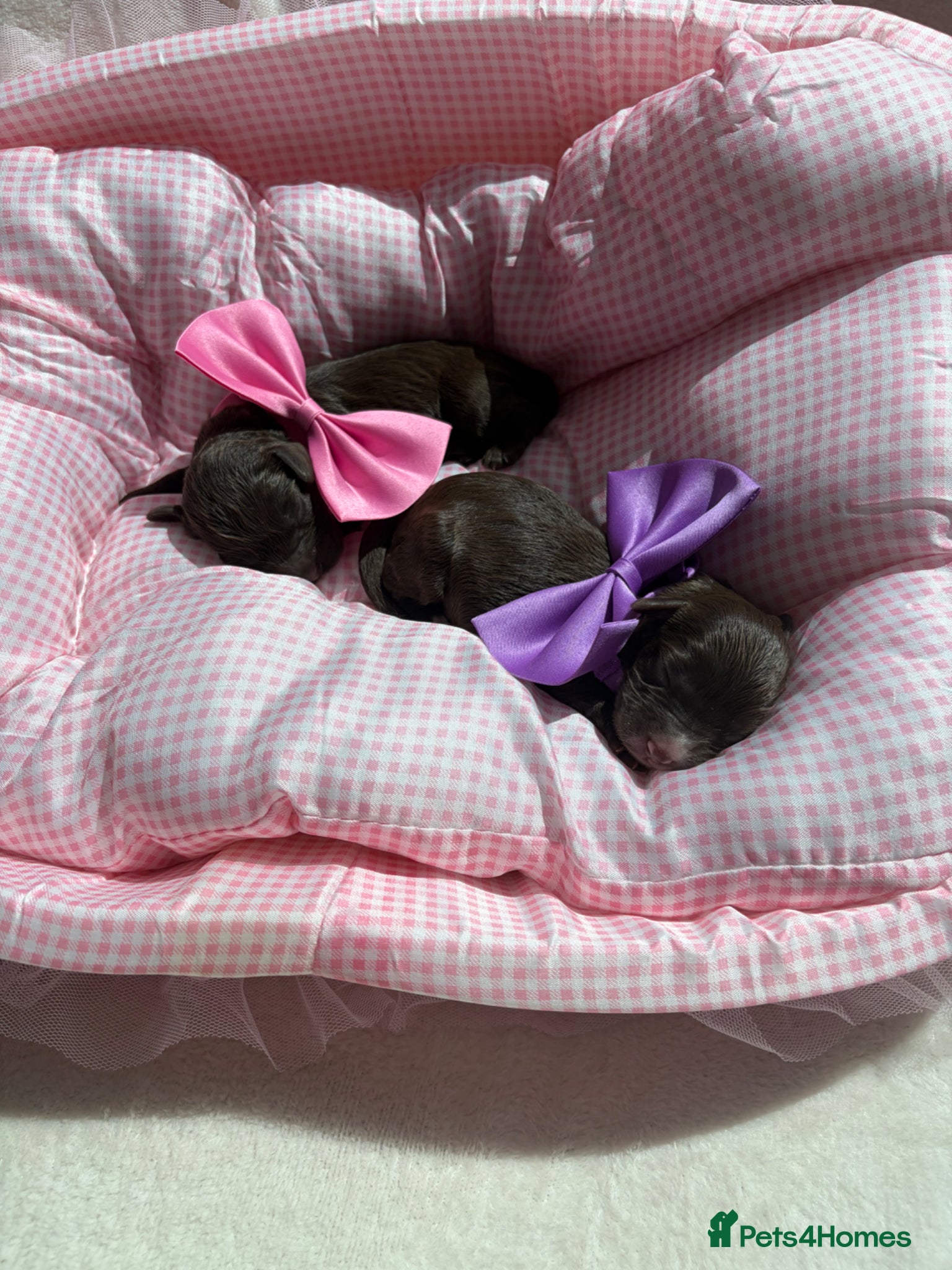 Cavapoo dogs for sale: F1 Chocolate Dream Cavapoos 🤎 - Advert 15