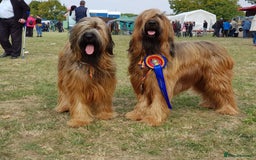 Briard dogs for sale: Top-Class Pedigree Briard Puppies - Image 3