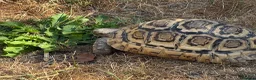 Tortoise reptiles for sale: Jeffrey and Dahma - Advert 6