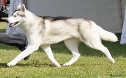 Siberian Husky dogs for sale: Kc reg Siberian husky puppies  - Image 9