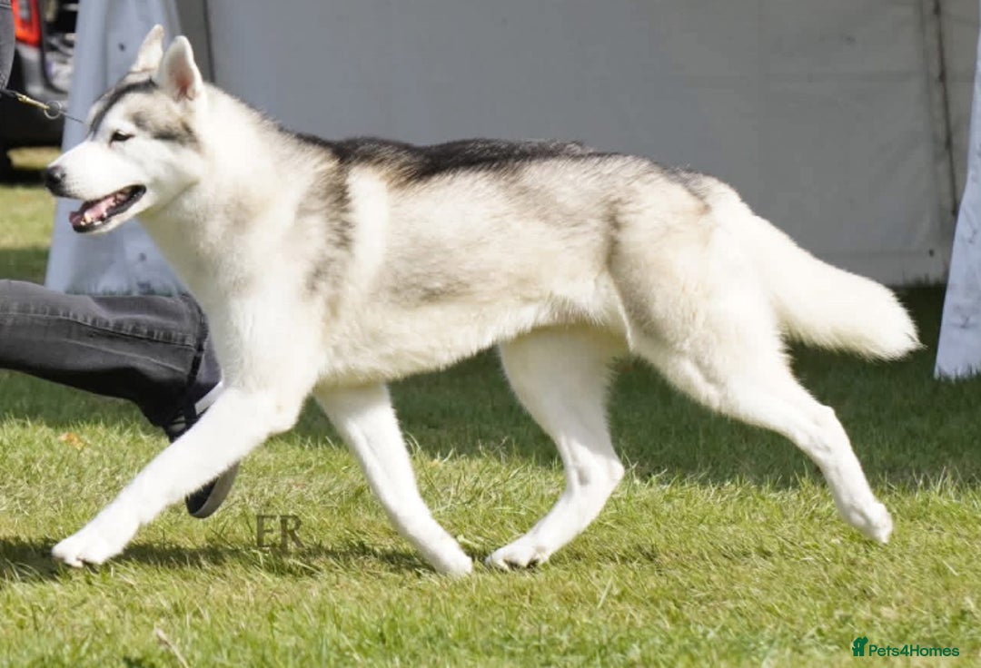 Siberian Husky dogs for sale: Kc reg Siberian husky puppies  - Image 9