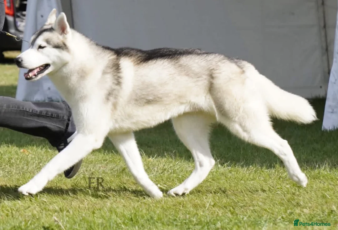 Siberian Husky dogs for sale: Ready now Kc reg Siberian husky puppy 1 female  - Advert 2