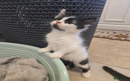 Mixed Breed cats for sale: Mixed breed male kittens  - Image 4