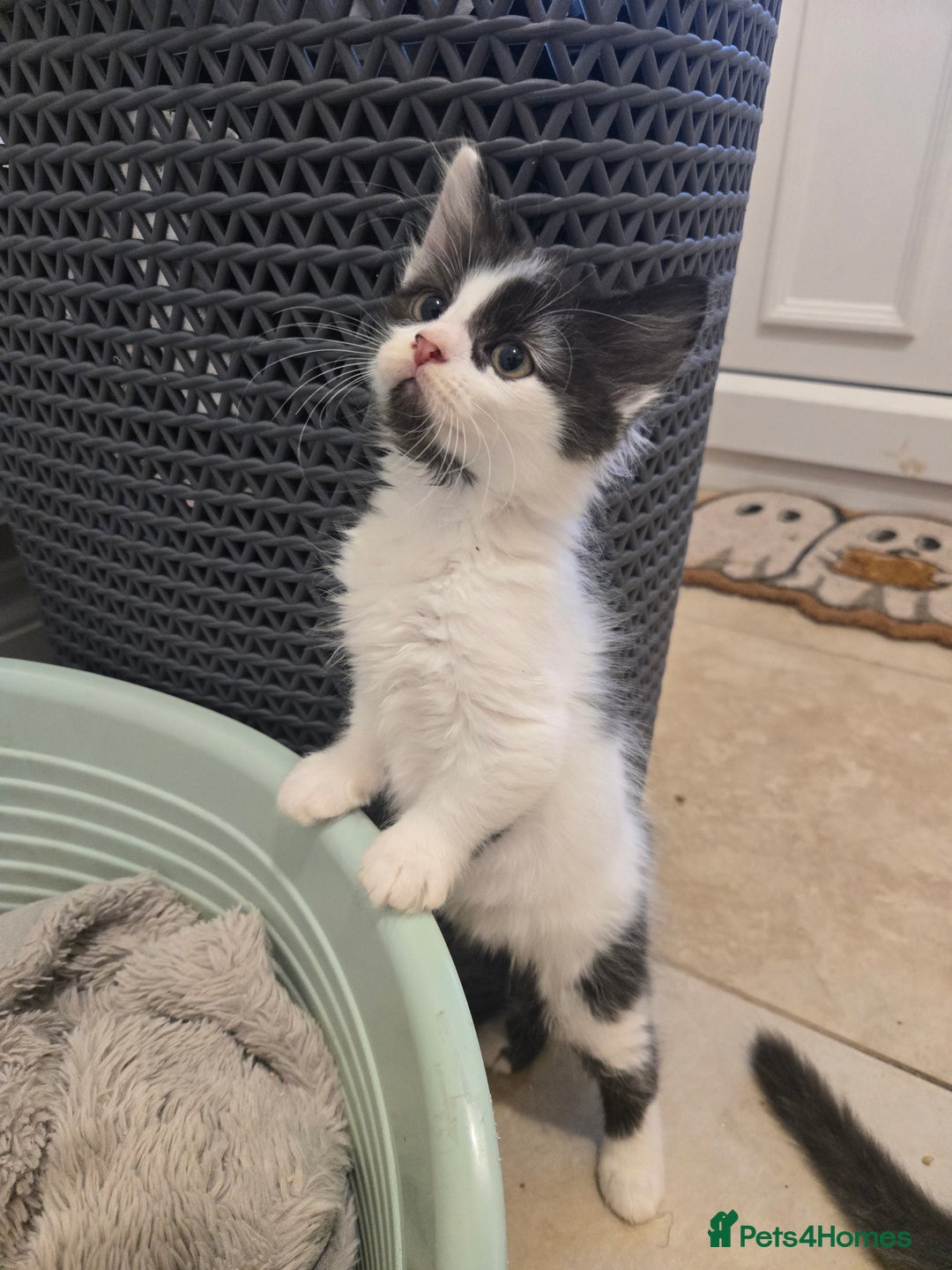 Mixed Breed cats for sale: Mixed breed male kittens  - Image 4