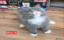 Mixed Breed cats for sale: Lovely Persian mix kittens - Image 3