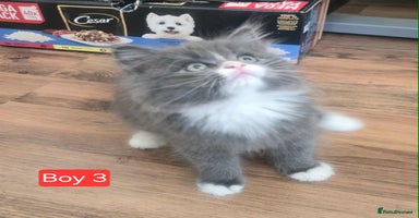 Mixed Breed cats - Advert 13