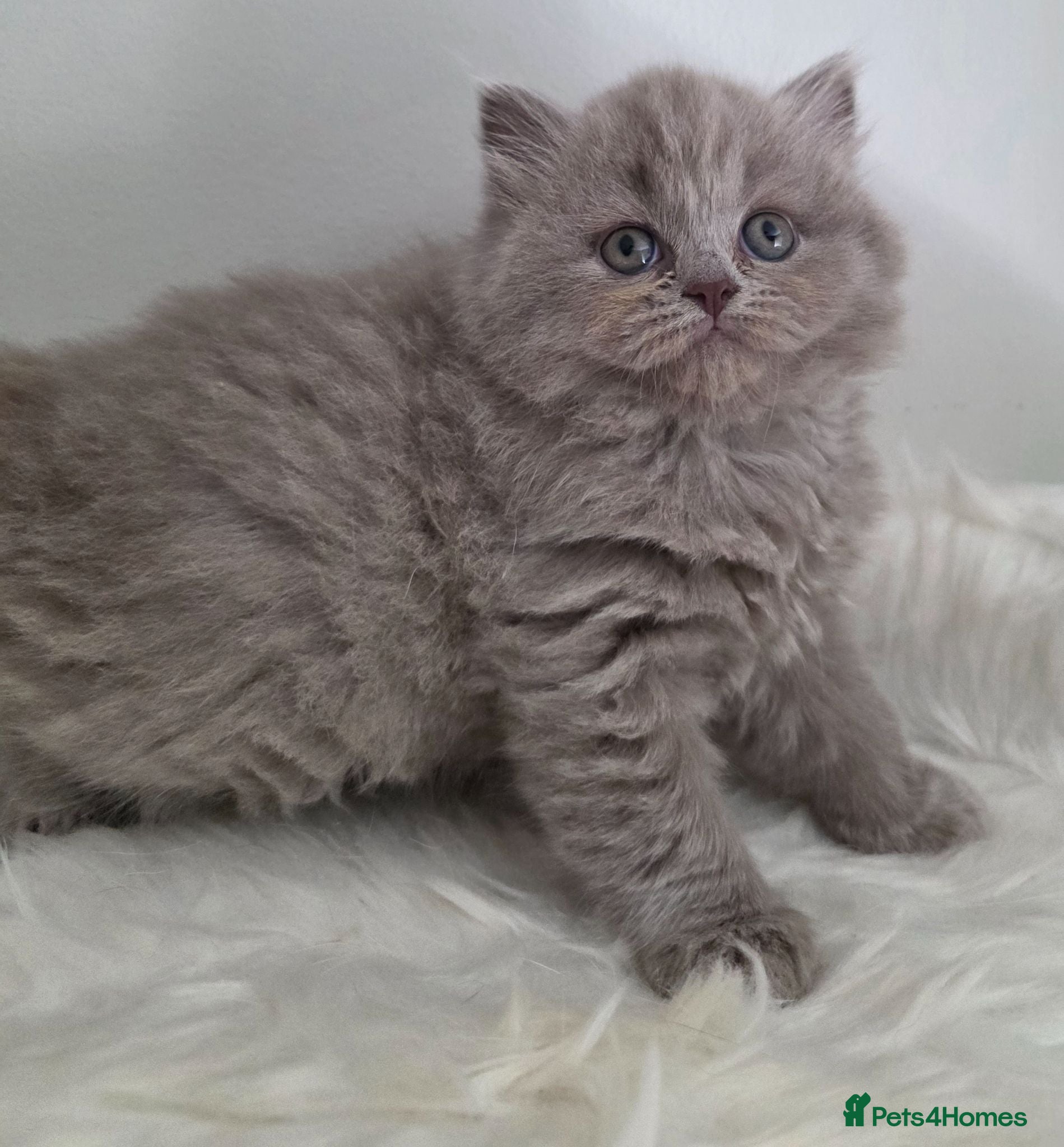 British Shorthair cats Outstanding GCCF Lilac female british Longhair  - Advert 18